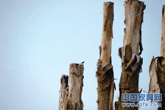 紫薇樹皮已干枯脫落。記者王從啟/攝src="http://www.suibianxie.com/file/upload/201207/18/14-00-48-68-1.jpg"