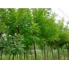 品牌好的濟(jì)南市速生國槐,速生國槐價格，選擇天野綠化苗木材料