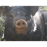 黑豬哪里賣，優惠的黑豬鐵嶺哪里有